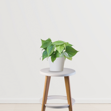 Oxycardium philodendron indoor vine